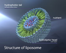 structure of liposome